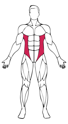 Modelowanie mięśni boków